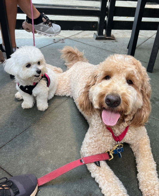 Meet Our Chief Tail Waggers: Louie & Mini!