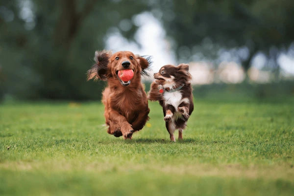 The Pawsitive Impact of Early Socialization for Puppies